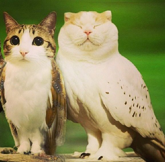 Meowl & Meowless